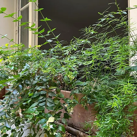 Comme Petite Maison Apartamento